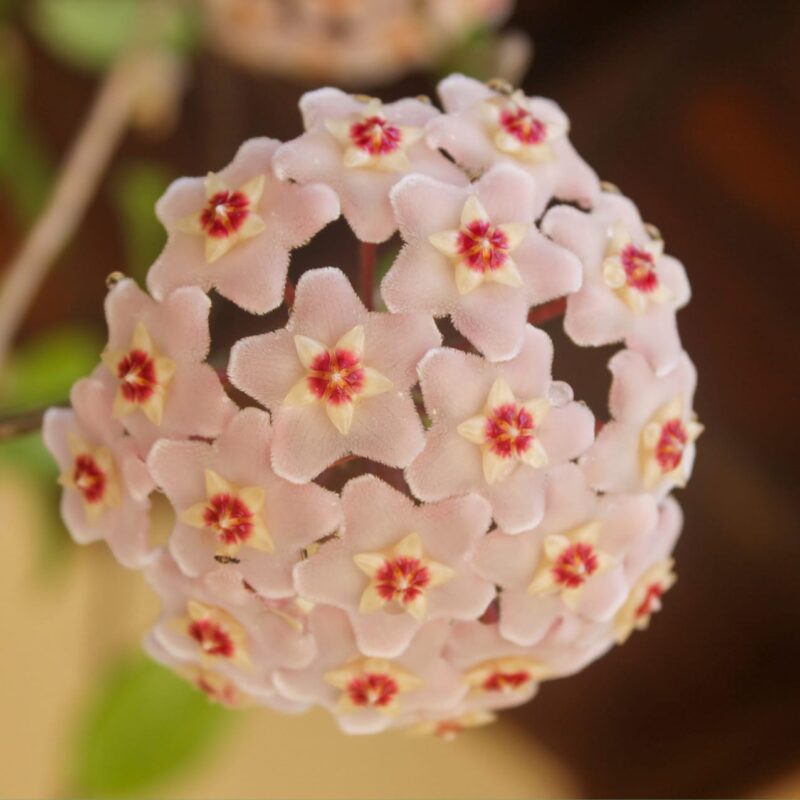 Hoya Chiquita