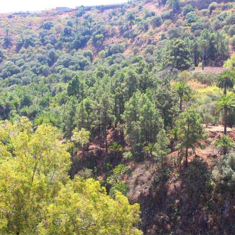 Hoya Chiquita