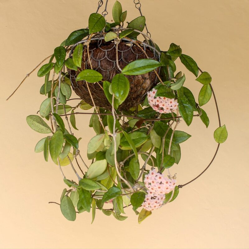 Hoya Chiquita